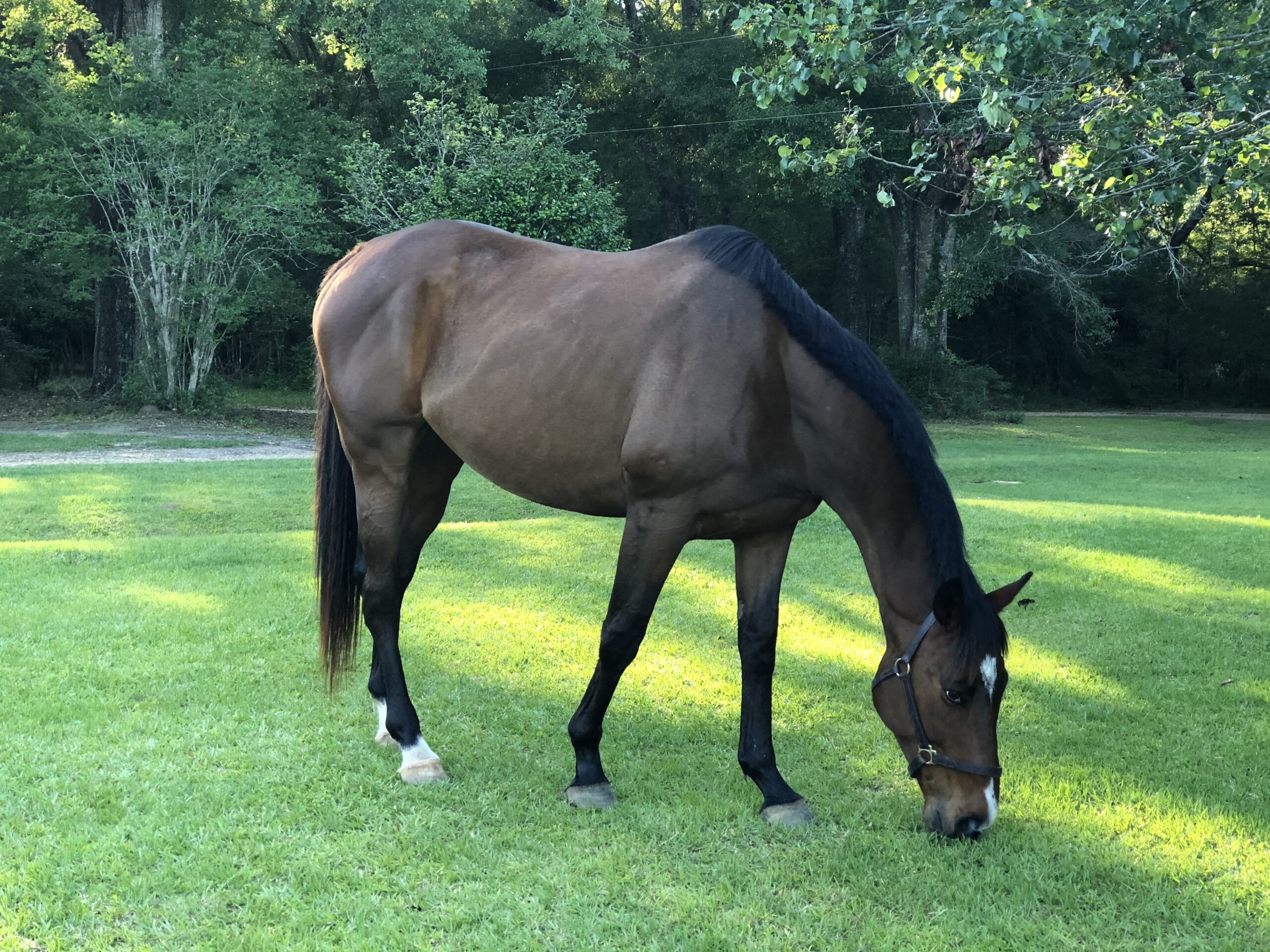 Photo of Kelly and Bear providing equine therapy services at a facility