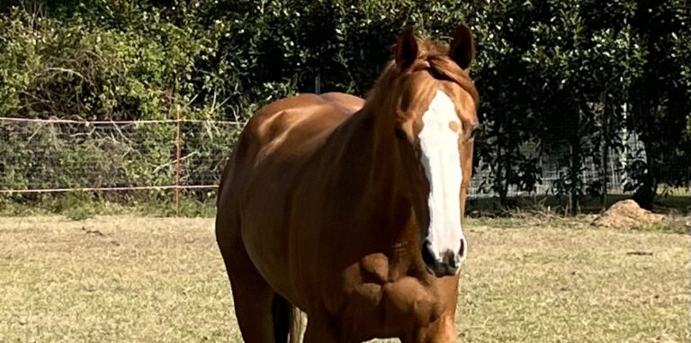 Chanel in the pasture