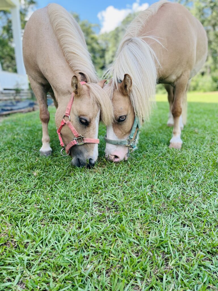 Minis grazing