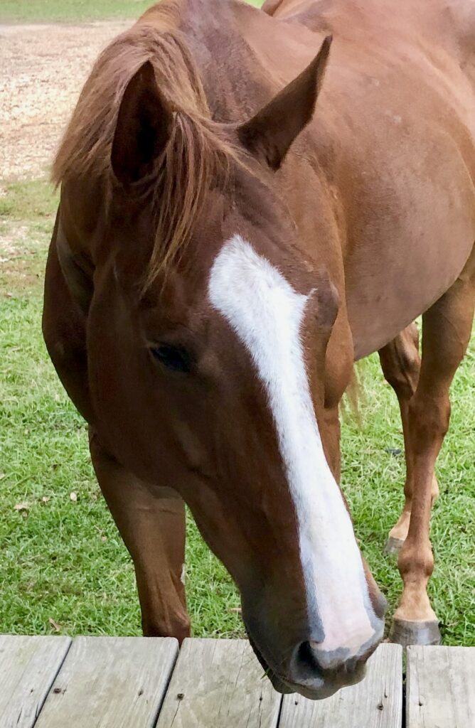 Tea wanting a little porch time