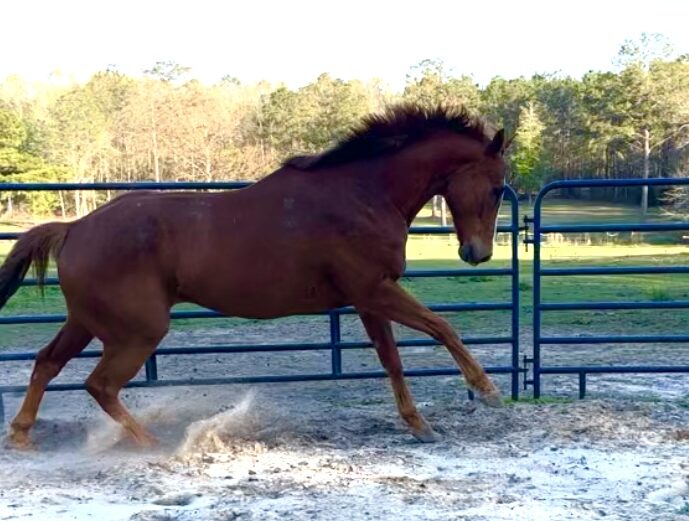 Tea playing in Round pen