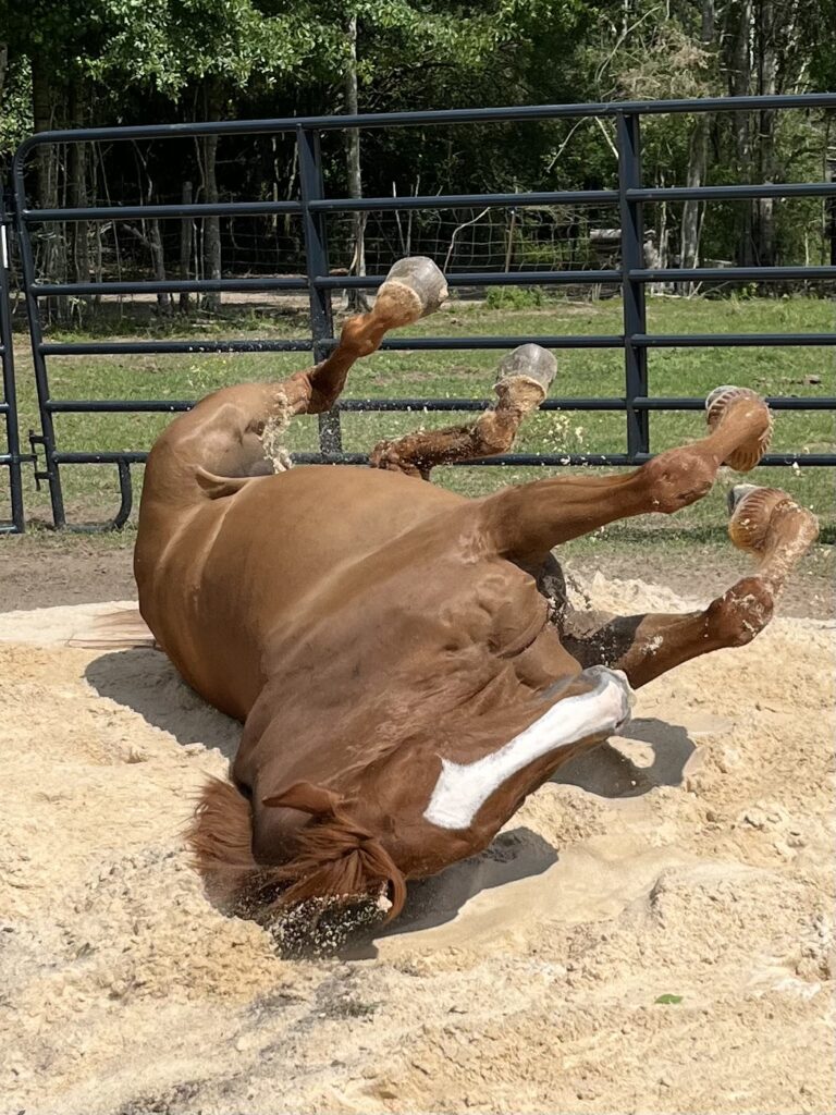 Tea rolling in the sand